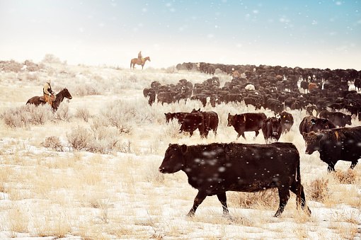 Cows, Cowboys and desert.  Moving the herd to the winter feed lots.  Frosty crystallized flakes of snow blowing around in the air.  Sagebrush and a bizzilion Angus cows.  