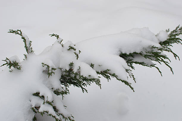 gałąź w śniegu jałowca - sheeted zdjęcia i obrazy z banku zdjęć
