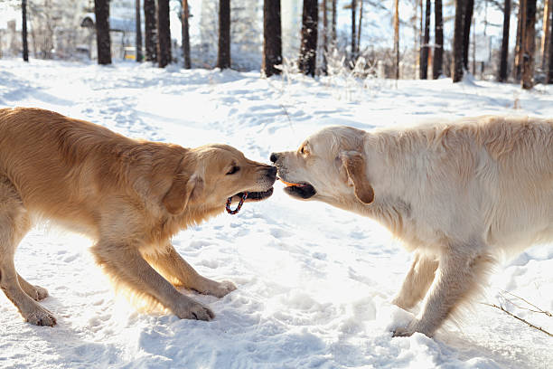 istock two young golden retriever playing in the snow 505136970