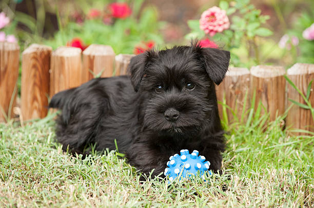 Miniature schnauzer puppie sitting on the lawn A cute baby pug puppy playing with an blue ball in the grassy clover during summer schnauzer stock pictures, royalty-free photos & images