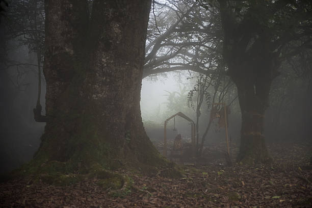 istock Foggy Morning in Forest 505137472