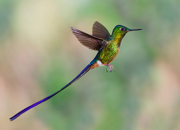 istock Hummingbird , Violet-tailed Sylph 505137698