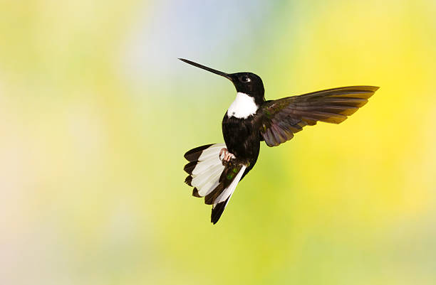 istock Hummingbird on Banana Plant , Collared Inca 505137714