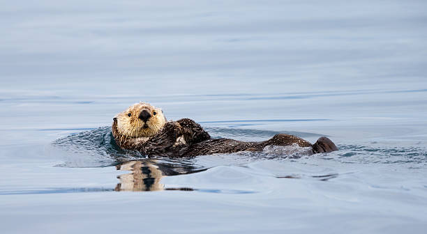 Sea Otter , British Columbia