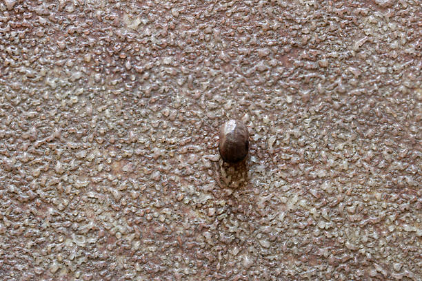 istock Big Dead Tick on the Floor 505137998