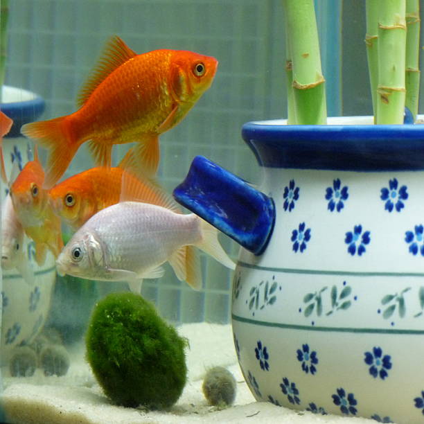 trois grandes poisson rouge orange et blanc en eclecticly aménagées aquarium - appointee photos et images de collection