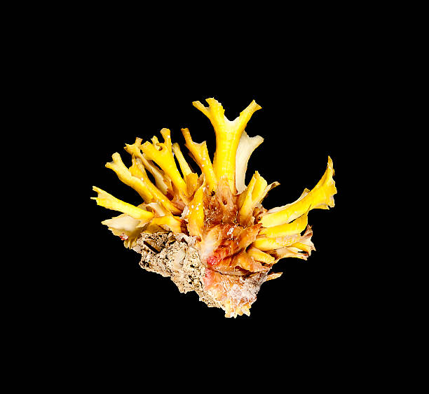 istock The Jewel Boxes Yellow Chama Lazarus On Black 505139554