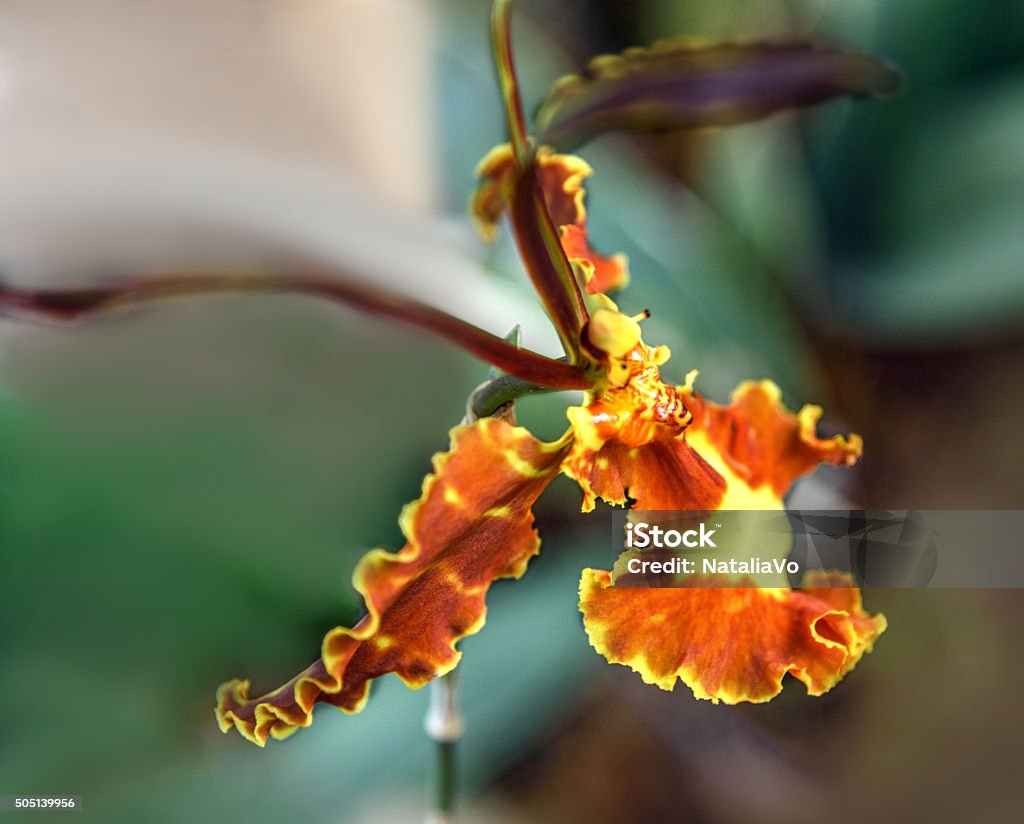Foto de Orquídeas Borboleta Psychopsis Com Pétalas De Cores Marrom E Amarelo  Sepals e mais fotos de stock de Orquídea - iStock