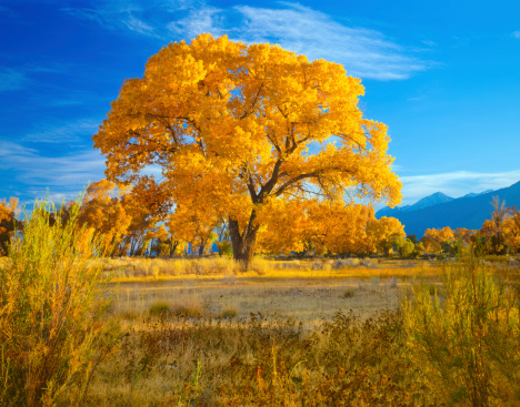 Late Afternoon Light Lights Up The Autumn Foliage Of A Majestic Cottonwood Tree In The Owens Valley Near Bishop California