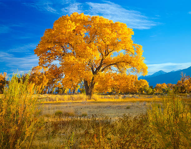 Owens Valley's fall Cottonwood Trees in California(P) Late Afternoon Light Lights Up The Autumn Foliage Of A Majestic Cottonwood Tree In The Owens Valley Near Bishop California cottonwood tree stock pictures, royalty-free photos & images