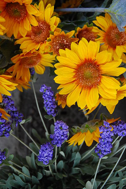 istock Sunflowers and Lavender 505141371