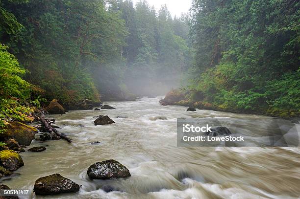 Photo libre de droit de Rivière Nooksack banque d'images et plus d'images libres de droit de Arbre - Arbre, Brouillard, Caillou