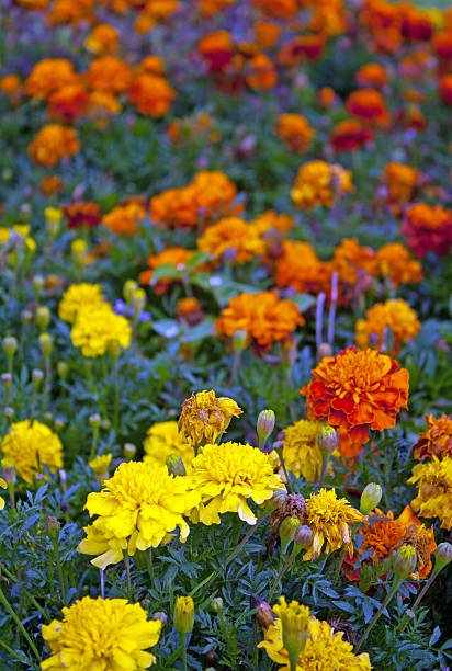 istock Colorful Marigold Flowers 505141509