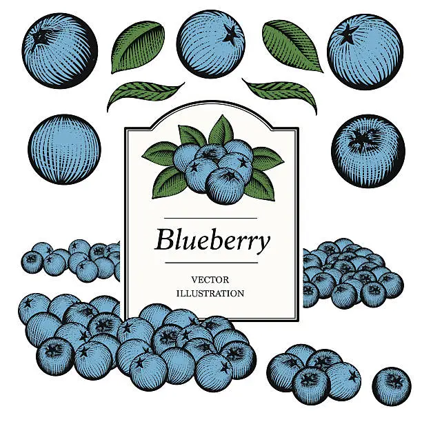 Vector illustration of Blueberry