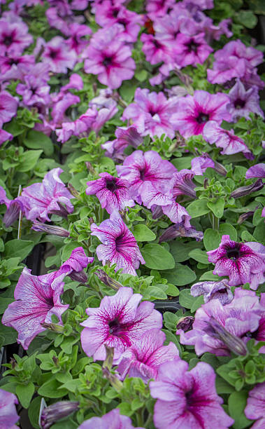 istock Light Purple Petunias 505142085