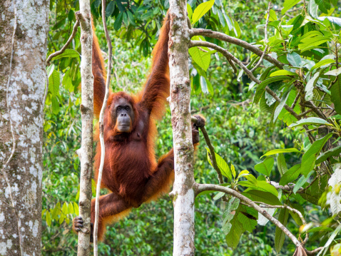 Female Borneo Orangutan at the Semenggoh Nature Reserve near Kuching, Malaysia.