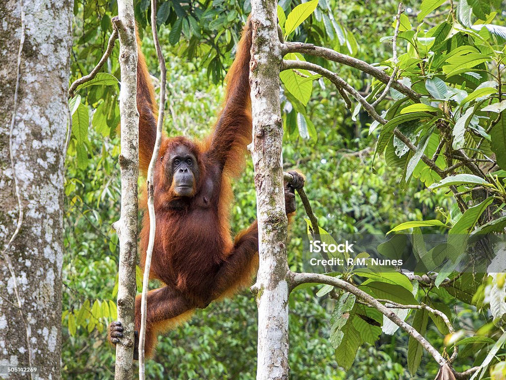 Female Borneo Orangutan at the Semenggoh Nature Reserve, Kuching, Malaysia Female Borneo Orangutan at the Semenggoh Nature Reserve near Kuching, Malaysia. Kuching Stock Photo