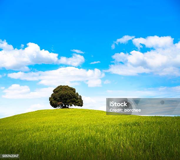 Lone Tree - zdjęcia stockowe i więcej obrazów Pojedyncze drzewo - Pojedyncze drzewo, Bez ludzi, Chmura