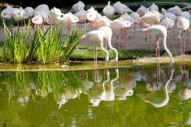 A Flock of Flamingos on a Sunny Day