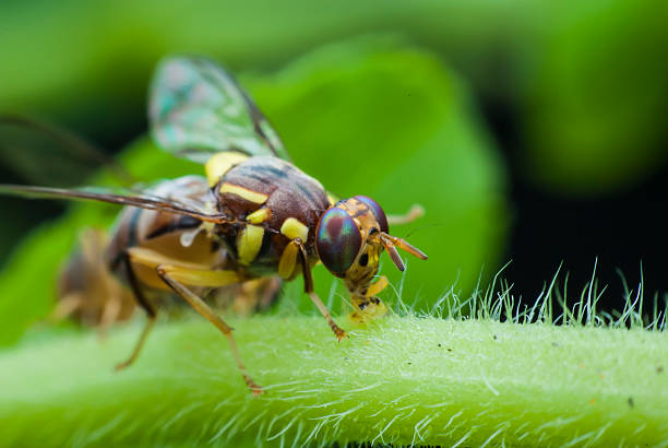 istock wasp of the garden 505142899