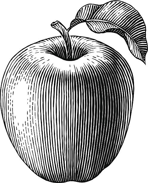 Engraved apple Engraved illustration of an apple. Vector fruit silhouettes stock illustrations