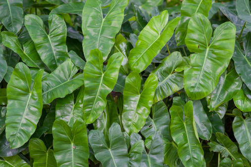 Philodendron in the park