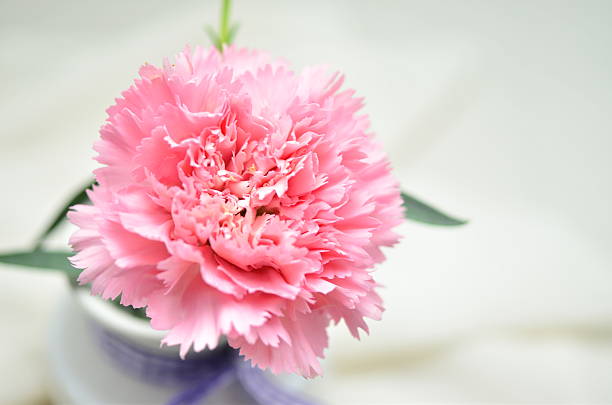istock beautiful flowers made with color filters 505143807