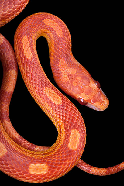 istock Amel motley corn snake isolated on black background 505143937