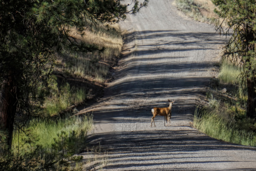 A mule deer doe and fawn in a dirt road in Malheur National Forest in Eastern Oregon