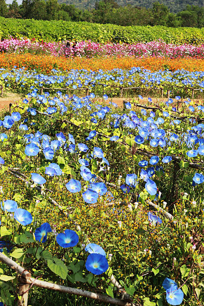 istock Blue morning glory flowers in garden 505145391