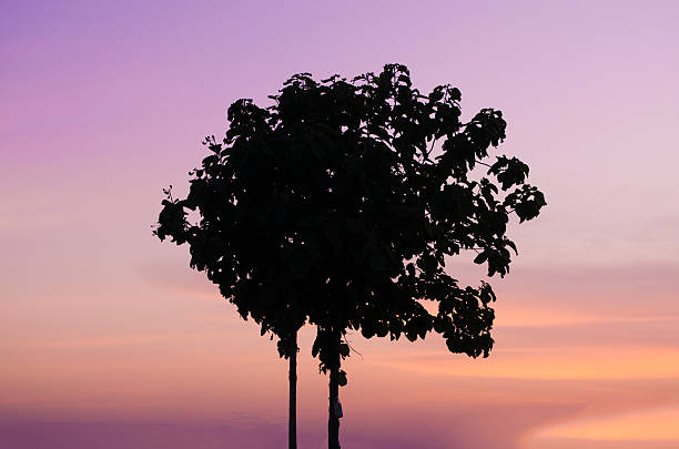 In the season of rice in Asia has made delivery of the beautiful scenery. I see the bright and breezy comfort.