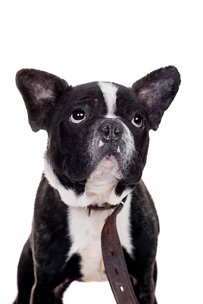 istock French bulldog puppy on white 505146053