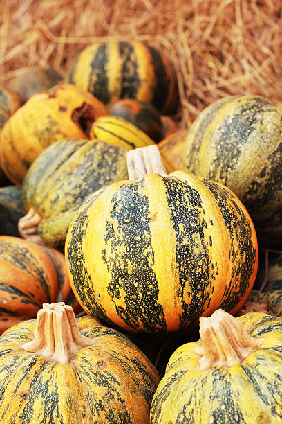 istock harvest pumpkins in the farm 505146603