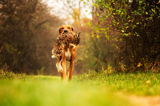 running ridgeback dog with hare hunting
