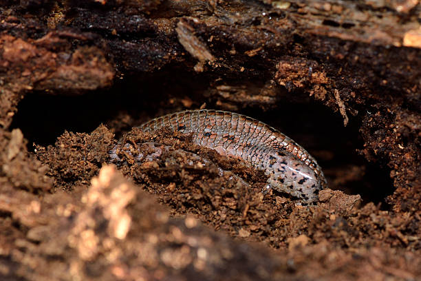 Viviparous lizard (Zootoca vivipara)  partially exposed during hibernation A lizard in the family Lacertidae disturbed during hibernation, over-wintering in a rotting log zootoca vivipara stock pictures, royalty-free photos & images
