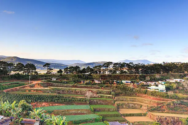 Dalat city, Vietnam - January 1, 2016: Trai Mat village at Dalat in the morning. Farmers Growing Small terraced gardens of vegetables, and the pine trees stand along the road.