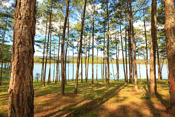istock sunset in the pine woods 505159982