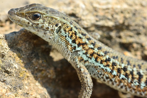 A lizard found on a hillside 20km from Baku, capital of Azerbaijan
