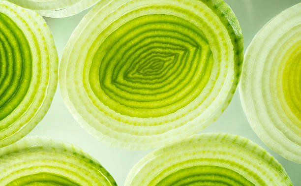 Colorful green and yellow leek slices. A macro photo of some colorful green and yellow leek slices. I used a black light to bring out the colors and textures. onion photos stock pictures, royalty-free photos & images