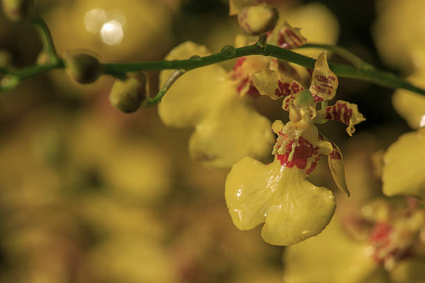 Oncidium 'Golden Shower' Orchid Oncidium 'Golden Shower' Orchid, a bright yellow flower oncidium orchids stock pictures, royalty-free photos & images