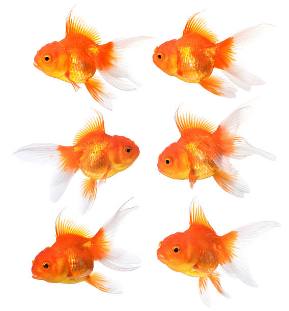 istock Gold fish isolated on a white background. 505161556