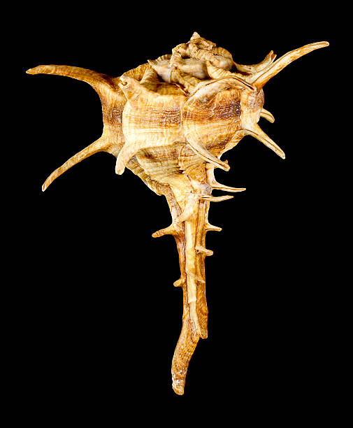 istock Horned Murex Brown Bolinus Cornutus on Black 505162546
