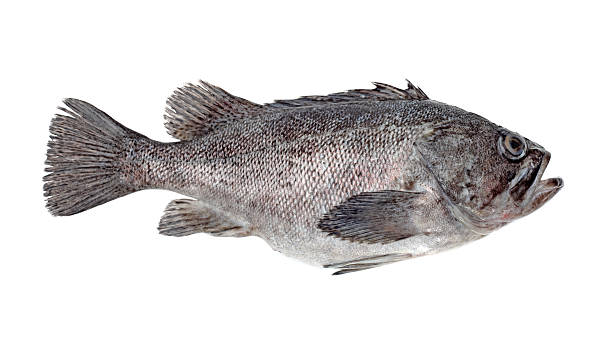 新鮮な白身 - rockfish ストックフォトと画像