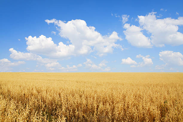 Field of oats