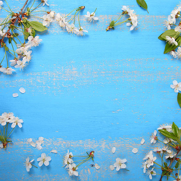 istock Frame of the cherry blossoms 505165998