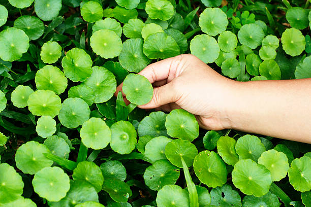 istock hand with green plant background 505166662