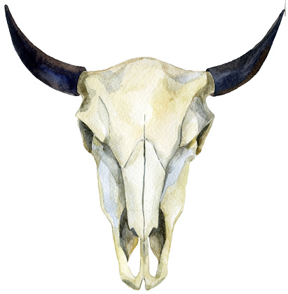 watercolor buffalo skull, hand painted illustration