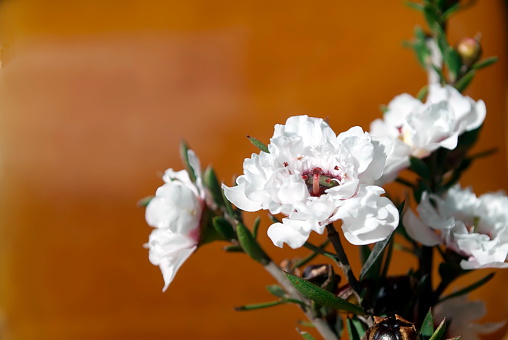 A background of Manuka Honey and Flower in Soft Focus. The focus is on the Manuka Flower.