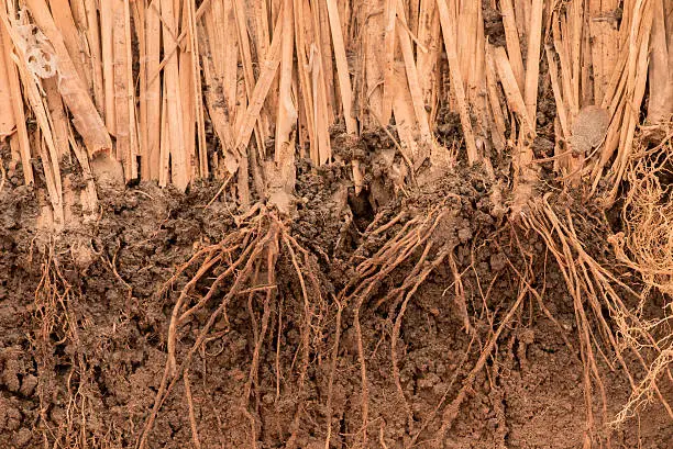 Photo of Root of Vetiver Grass  in the ground