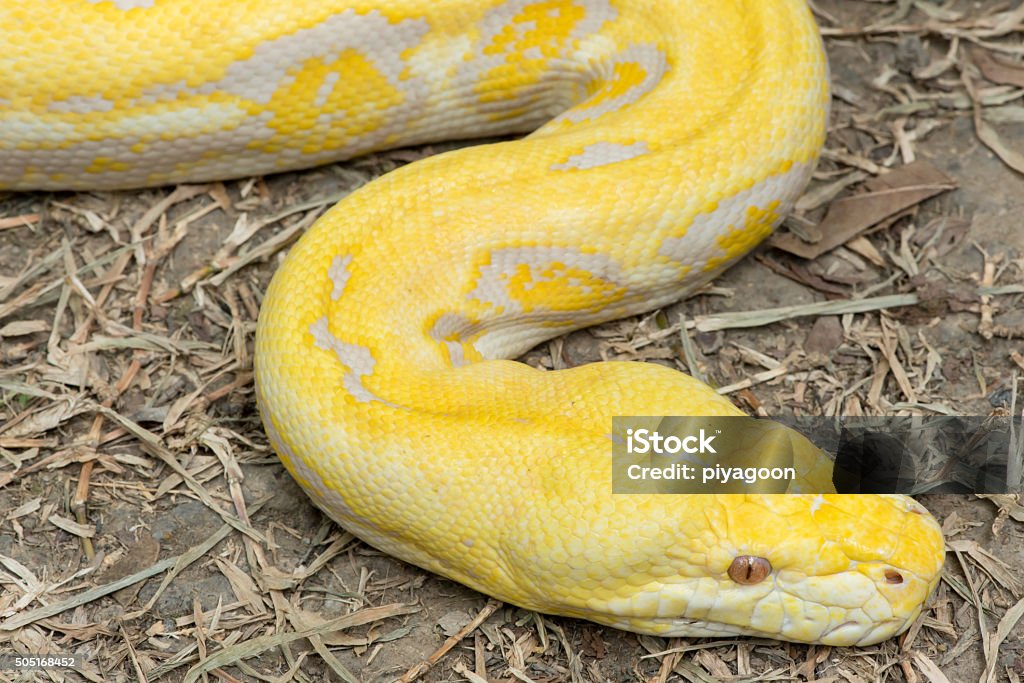Gold Python Animal Gold Python Reticulated Python Stock Photo - Download Image Now - iStock